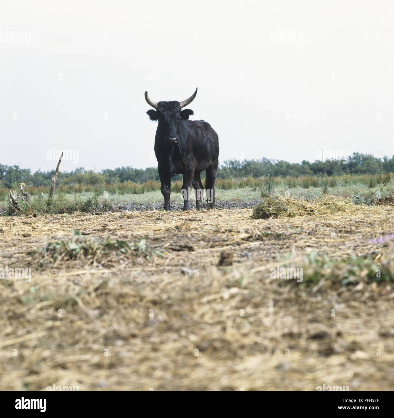 Toro Camargue (Bos taurus) in un campo, vista frontale Foto Stock