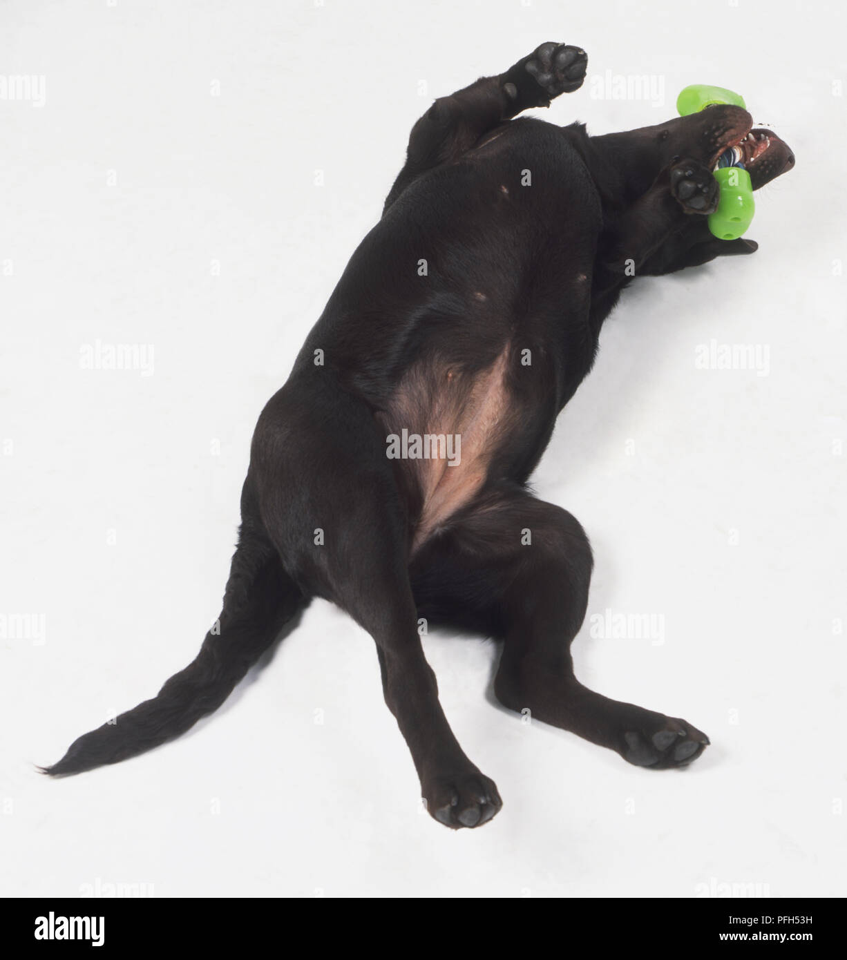 Nero Labrador Retriever cane (canis familiaris) giacente sul suo dorso con un osso di cane tra i suoi denti, vista da sopra Foto Stock