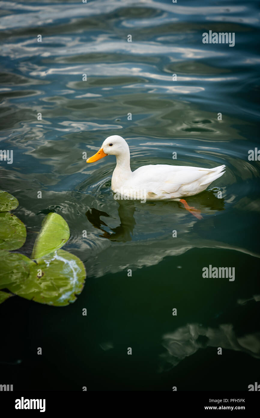 Domestico, Anatra Anatra alla Pechinese, Anas platyrhynchos, sul lago nel selvaggio Foto Stock