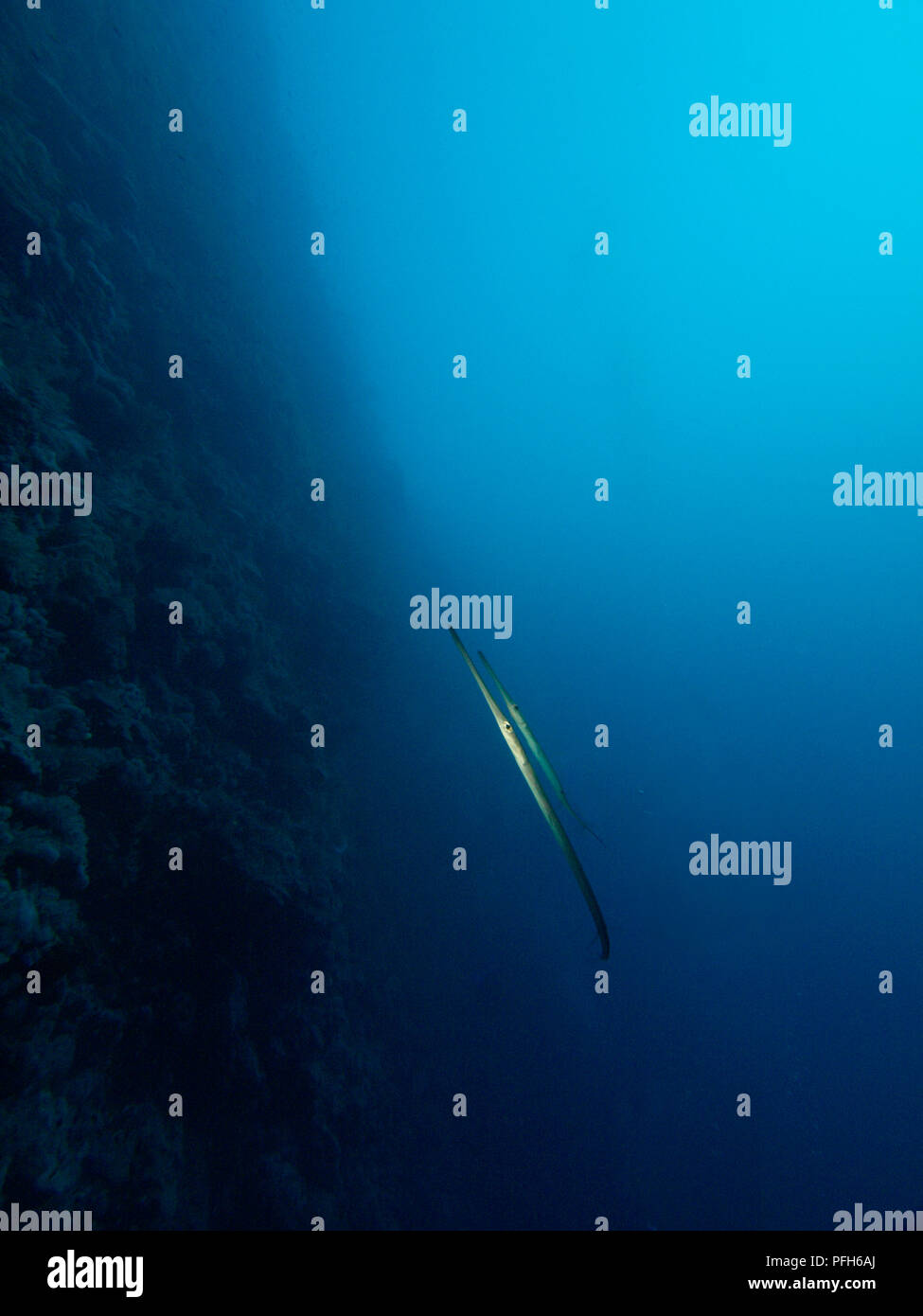 Egitto, Mar Rosso, due Cornet pesce (Fistularia tabacaria) nuoto fianco a fianco nelle sole acque blu Foto Stock