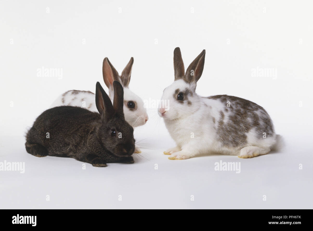 Tre conigli (oryctolagus cuniculus), vista laterale Foto Stock