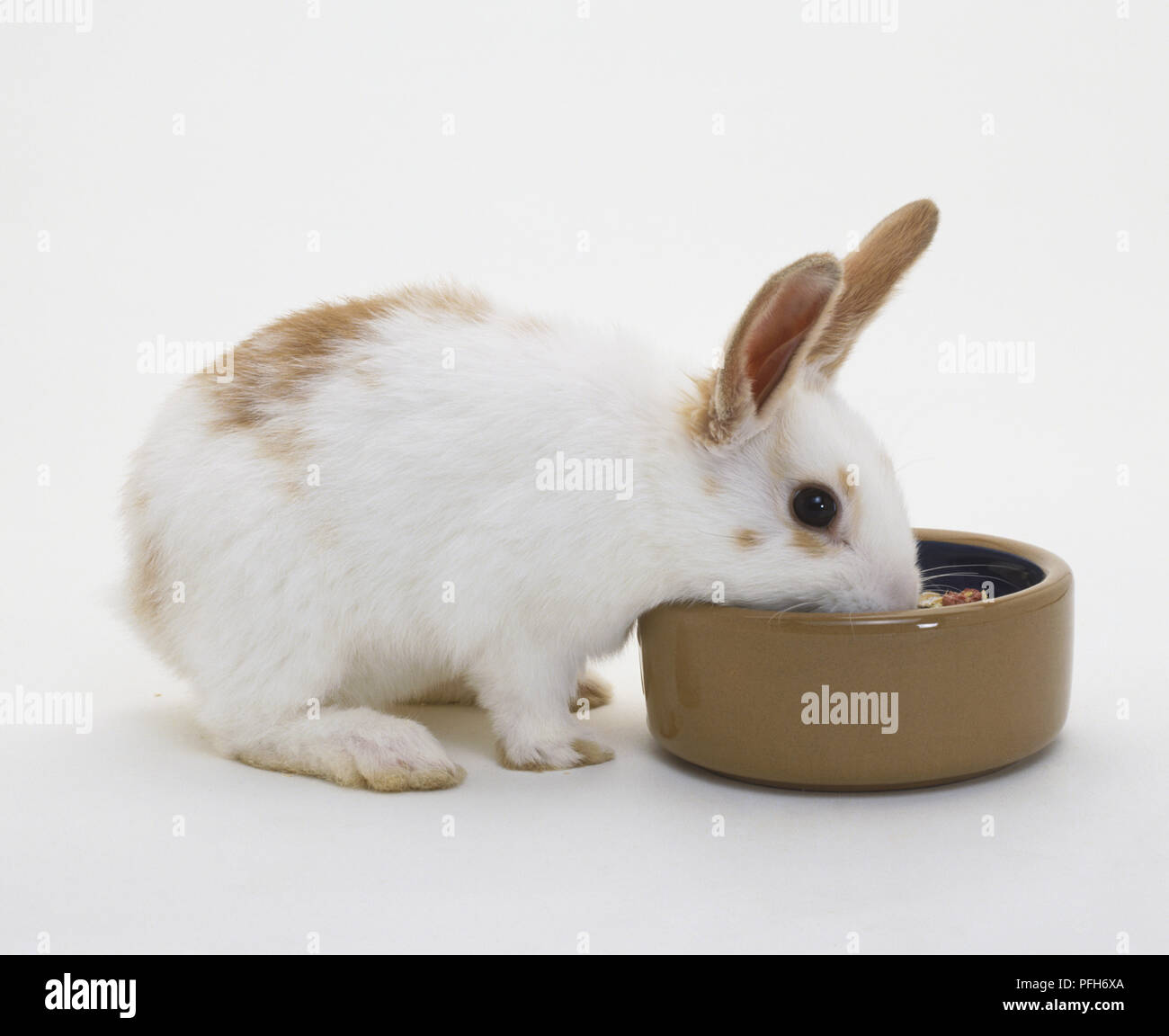 Bianco e marrone chiaro (coniglio oryctolagus cuniculus) mangiare dalla ciotola, vista laterale Foto Stock