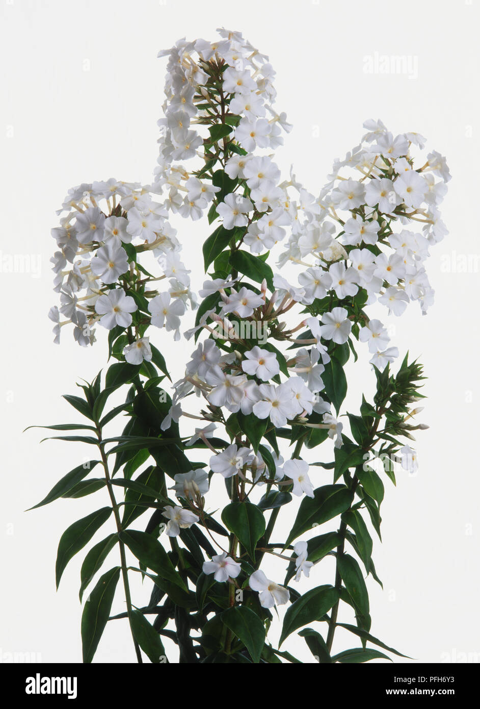 Bianco steli di fioritura di Phlox Carolina Miss Lingard, Wedding Phlox Foto Stock