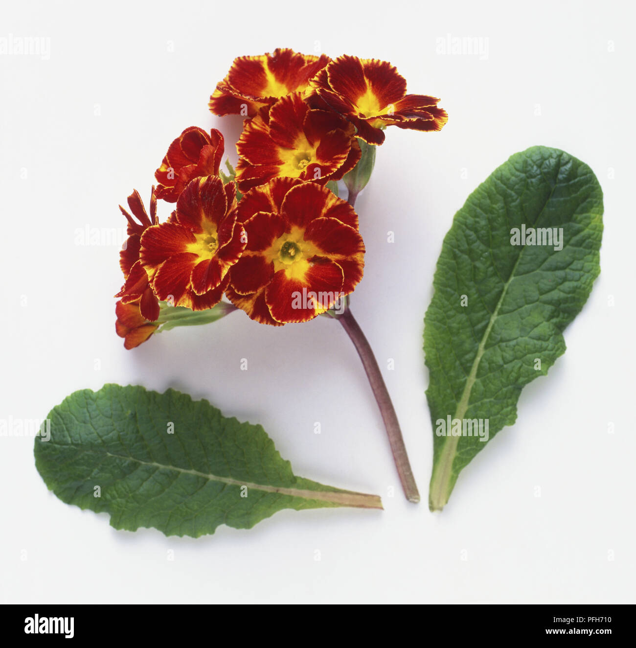 Barnhaven Primrose, rosso e giallo fiore cluster e due foglie di forma oblunga Foto Stock