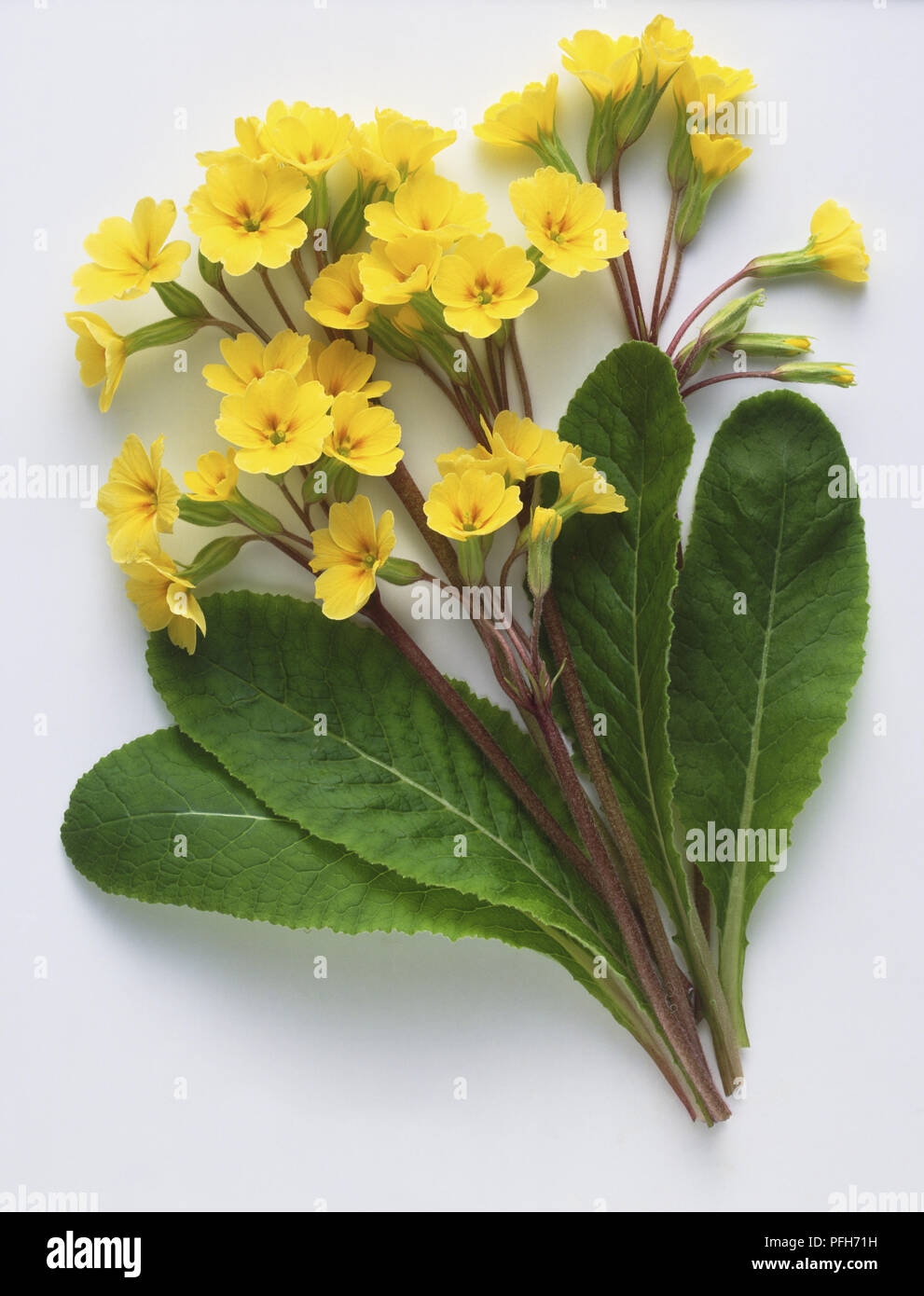 Barnhaven Primula, giallo, fiori e foglie di forma oblunga Foto Stock