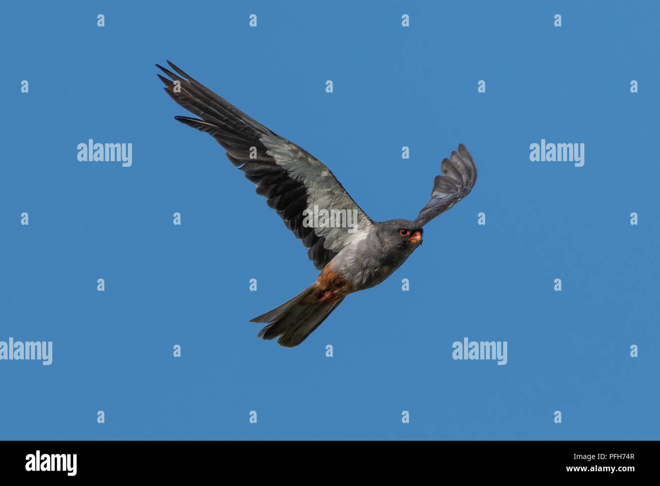 Amur falcom maschio Foto Stock