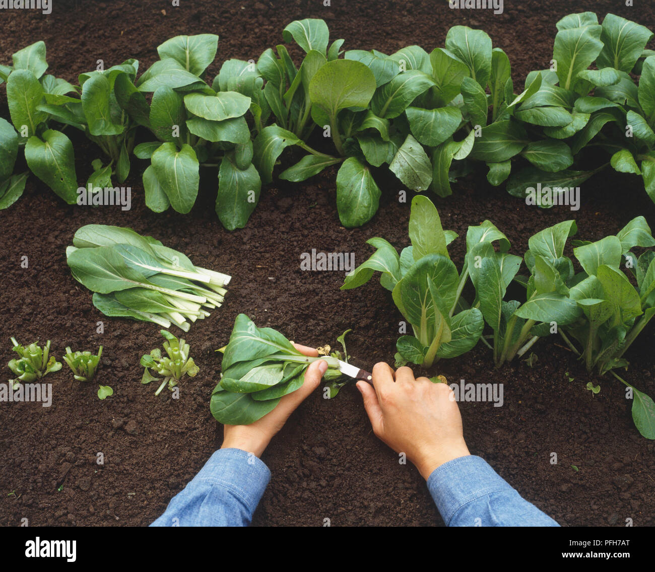 La raccolta di foglie di Brassica rapa chinensis, pak choi Foto Stock