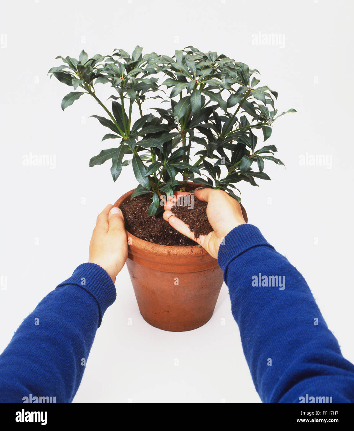 Aggiunta di terreno ad una pianta in vaso Foto Stock