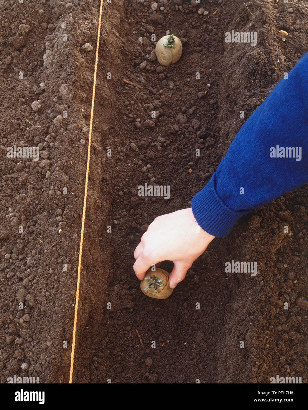 La semina delle patate in un fosso Foto Stock