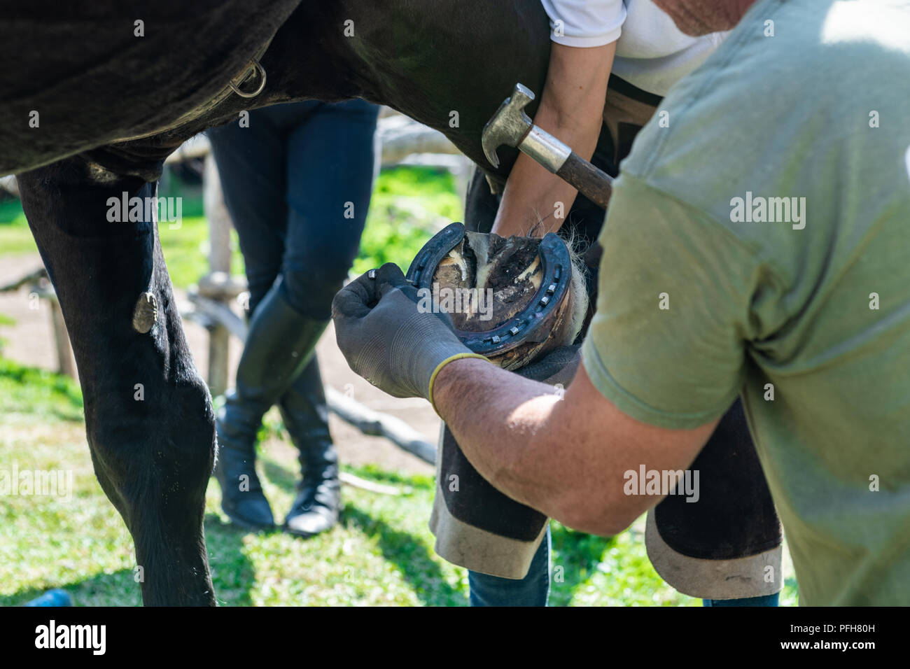 Close up di mani umane di fissaggio caric il sistemaare cavallo con martello e chiodo Foto Stock