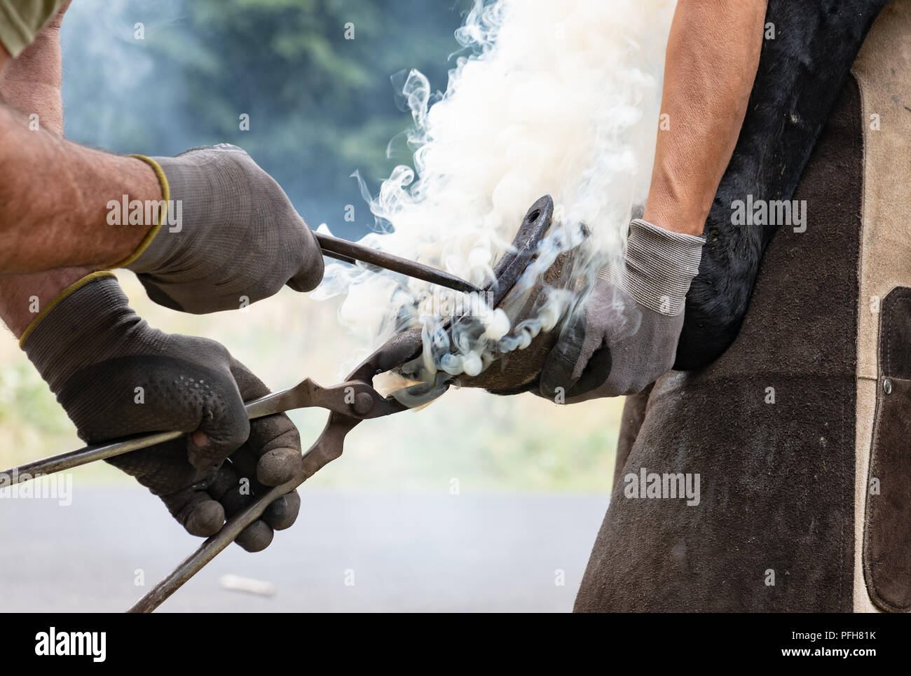 Close up di mani umane getting hot shoe sulla zampa del cavallo Foto Stock
