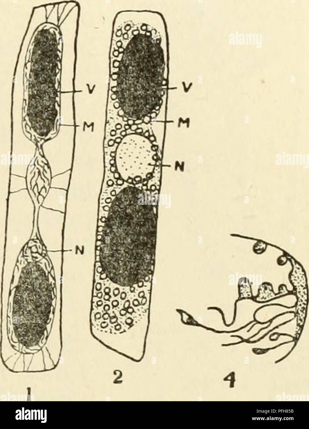 . Il citoplasma della cellula vegetale. Cellule vegetali e tessuti; protoplasma. Capitolo XIX 209 alterazioni citoplasmatico che di autochromatism nucleare riportati in certe cellule la cui vacuoli contengono antocianina (P. A. Dangeard, Moreau, Guillier- MOND.). Questi scrittori osservato che al momento della morte di queste cellule, i vacuoli perdono il loro colore e il pigmento diventa localizzati nel citoplasma e soprattutto nel nucleo. Questo phe- nomenon è osservato in particolare nelle fasi finali di plasmolysis. Becquerel raccomanda l'uso di una miscela di rosso neutro ed il blu di metilene. Il rosso neutro macchie t Foto Stock