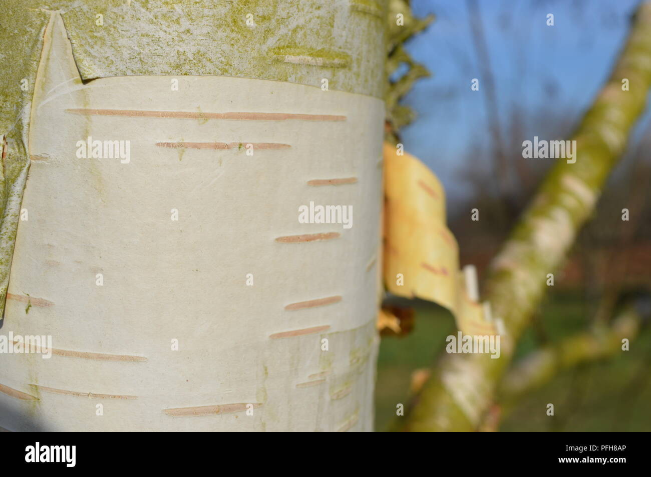 Betula utilis var jacquemontii silver shadow Foto Stock