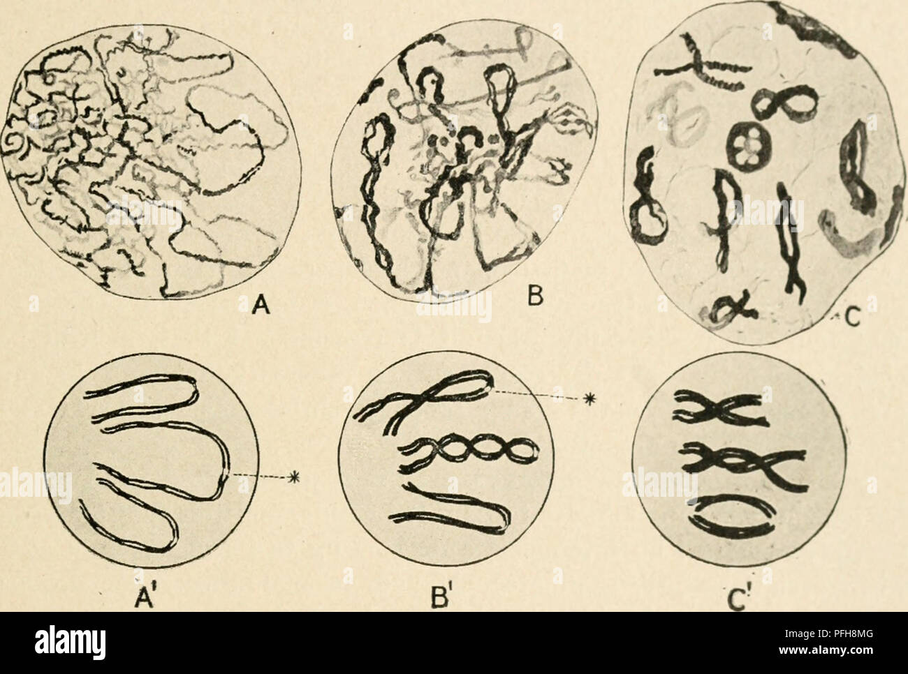 . Citologia, con speciale riferimento al nucleo metazoan. Le cellule. II PARASYNDESIS E TELOSYNDESIS 45 bivalents definitiva al di fuori del loop pachytene come rappresentato da un agricoltore e Moore. Si sarà notato che la fenditura longitudinale, debolmente visibile qui e là nella fase pachytene (A e A') appare da queste figure per essere rintracciabile nelle fessure di tanto in tanto indicato in ciascun costituente della bivalents e rappresenta quindi il piano di divisione della seconda divisione della fase meiotica. Ci vorrebbe troppo spazio per discutere completamente i meriti relativi dei due teorie, ma il Foto Stock