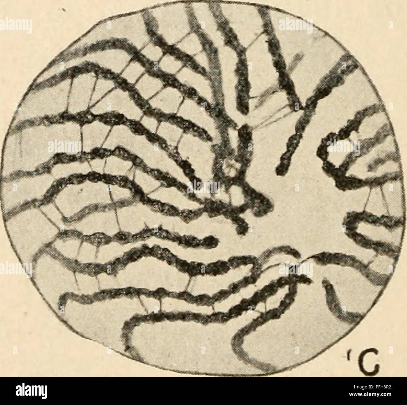 . Citologia, con speciale riferimento al nucleo metazoan. Le cellule. Fig. i6. La meiosi in Lepidosiren (maschio). (Agar, D.J.M.S., 1912.), P^ing spermatogomal nuc^^^^^ Gli spermatogoni! Prophase ; D, figlia piastra da una Gli spermatogoni! Anaphase ; E, restmg spermatocyte 1., F, zygotene; G, nucleo pachytene. A seguito di questa situazione, la parola synapsis proposto da Moore per coprire tutto il periodo della meiosi in cui syndesis si verifica, è stato applicato da molti cytologists alla sua più cospicua solo funzione, ossia la contrazione appena descritto. Esso è stato accuratamente estabhshed tuttavia che il co Foto Stock