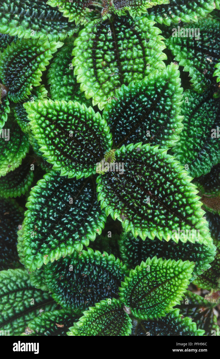 Pilea involucrata (amicizia impianto, panamiga), variegato, foglie testurizzata Foto Stock