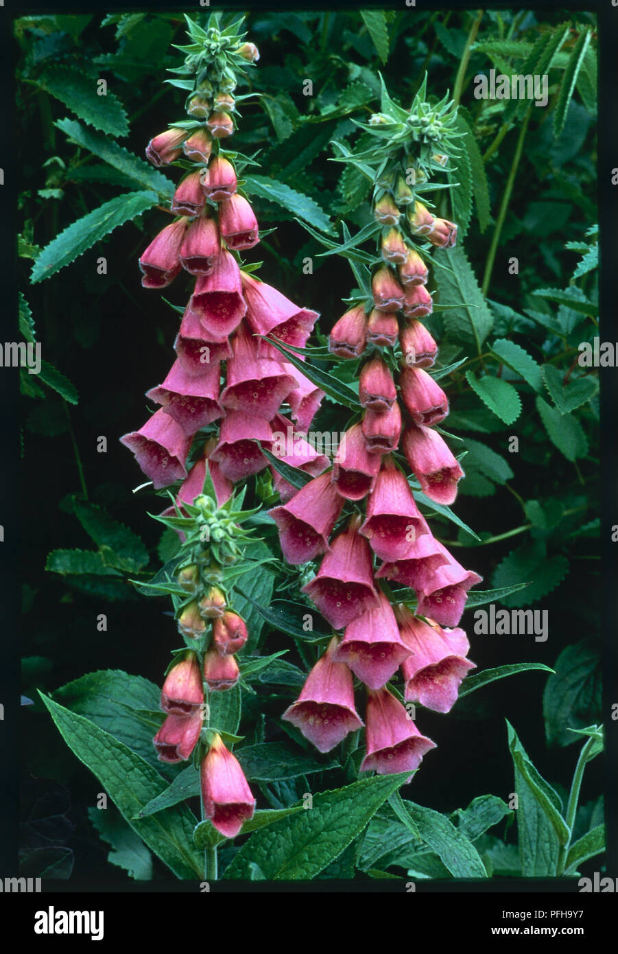 Digitalis x mertonensis, foxglove con pianta di forma tubolare fiori rosa su open picchi di montante Foto Stock
