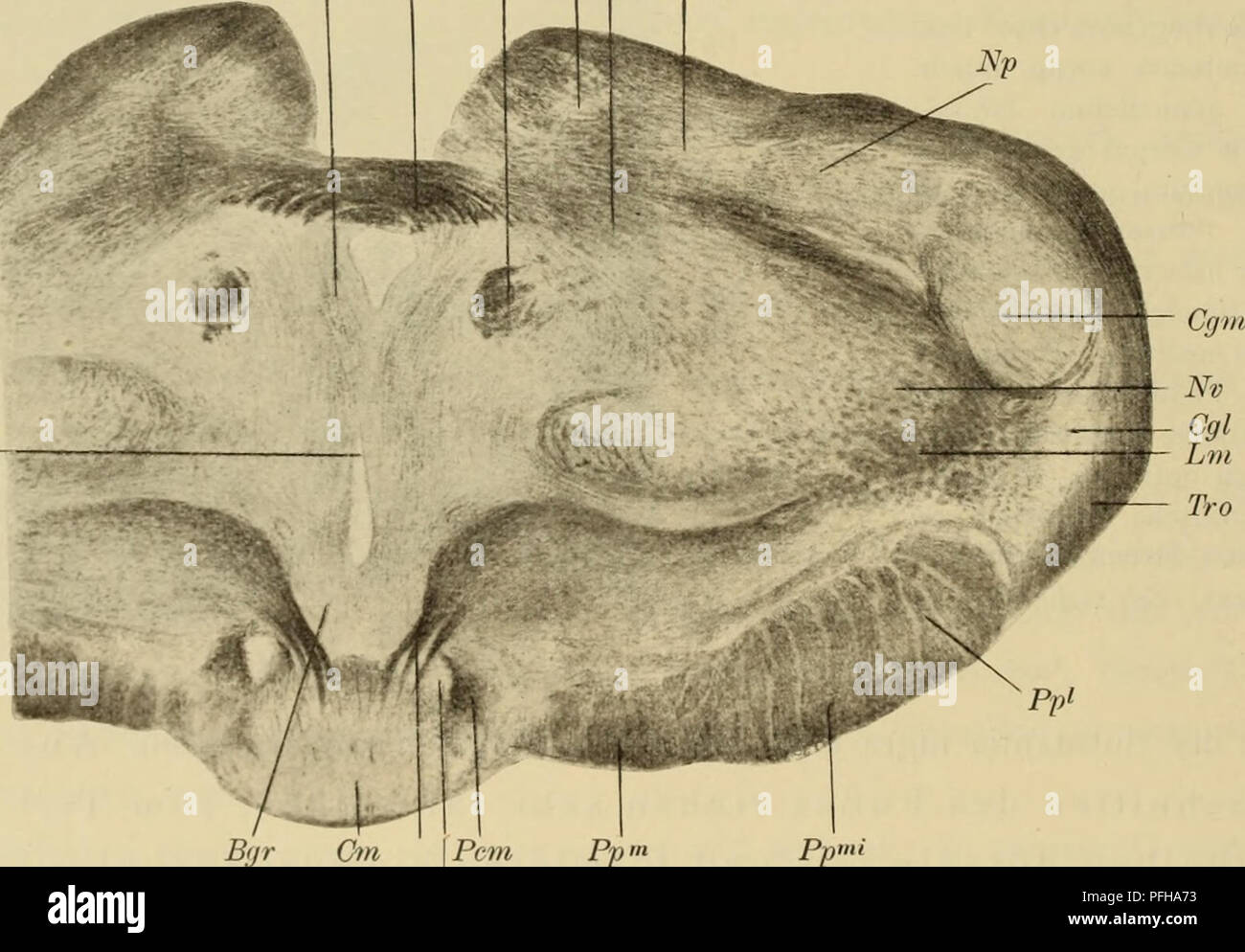 . Denkschriften der Medicinisch-Naturwissenschaftlichen Gesellschaft zu Jena. 5o6 Th. Ziehen, 134 Die Fasern bei Lm größtenteils gehören der medialen Schleife un. Im Vordervierhügel hebt sich jetzt das Stratum opticum sehr deutlich ab. Das Stratum lemnisci ist nur noch in den seitlichen Teilen stark entwickelt. Aus dem Stratum opticum entwickelt sich schon der Vordervierhügelarm. Fig. II (Objekttr. HC, Sehn. 1) stellt einen Schnitt dar, welcher die dorsale hintere Kommissur, das basale Corpus mamillare schneidet. Die commissura posteriore jetzt ist in der gewöhnlichen Weise zum Durchbruch gekomme Foto Stock
