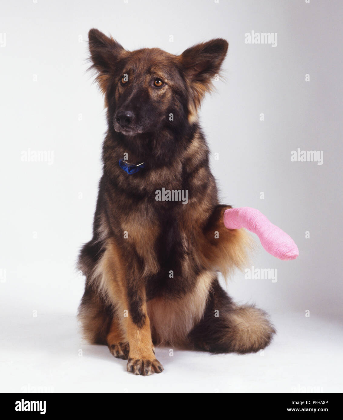 Un pastore tedesco cane (canis familiaris) sollevando la sua zampa bendato, vista frontale Foto Stock