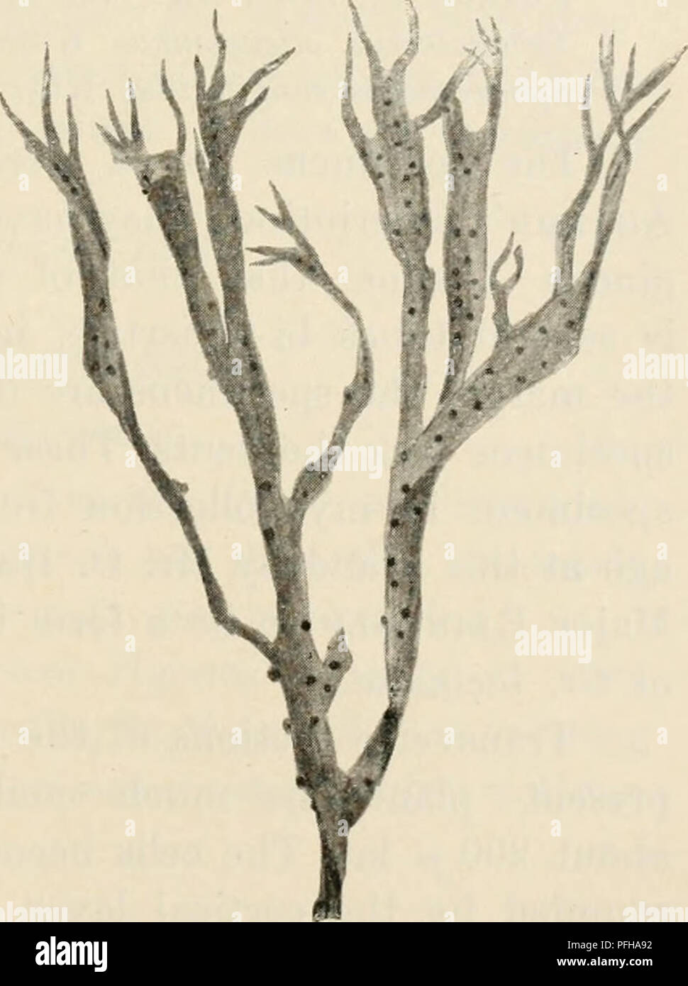 . Dansk botanisk arkiv. Piante; piante -- la Danimarca. F. Børgesen: Rhodophyceae danese W. Indie. 379 8. Gracilaria laciQuIata (Vahl). Il Fucus lacinulatus Vahl, Endeel piantatrice kryptogamiske fra St. Croix (1799) in Skrivter af Naturhistorie-Selskabet, 5. Bd., 2. Hefte, Kiøbenhavn 1802. Gracilaria multipartita (Clem.) J. Ag., Alg. Mediterr., 1842, p. 151; Spec. Alg., vol. II, p. 600; Epicr., p. 423. Harvey, Phycol. Brit., pi. XV; Nereis Bor-Am., p. 107. Sphaerococcus multipartitus Ag., Spec. Alg., p. 247. Il Fucus multipartitus Clemente, Ensajo, Madrid 1807, p. 311 (non vidi). Per ulteriori sinonimi co Foto Stock
