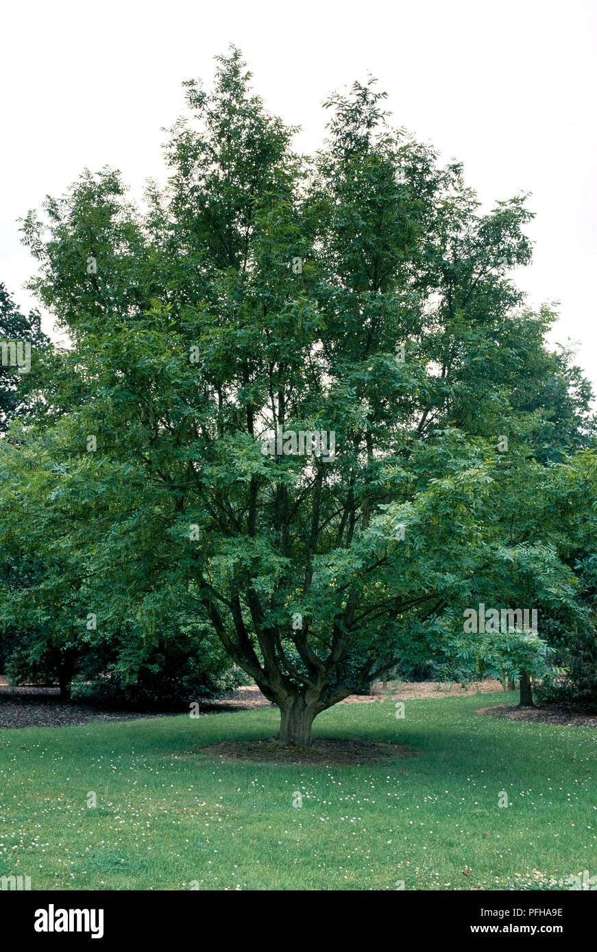 Pterocarya stenoptera (Cinese dado alettato) tree Foto Stock