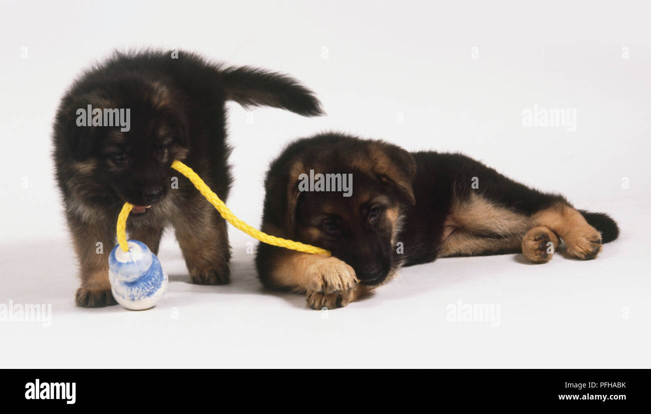 Due pastore tedesco cuccioli (canis familiaris) giocando con una corda di colore giallo Foto Stock