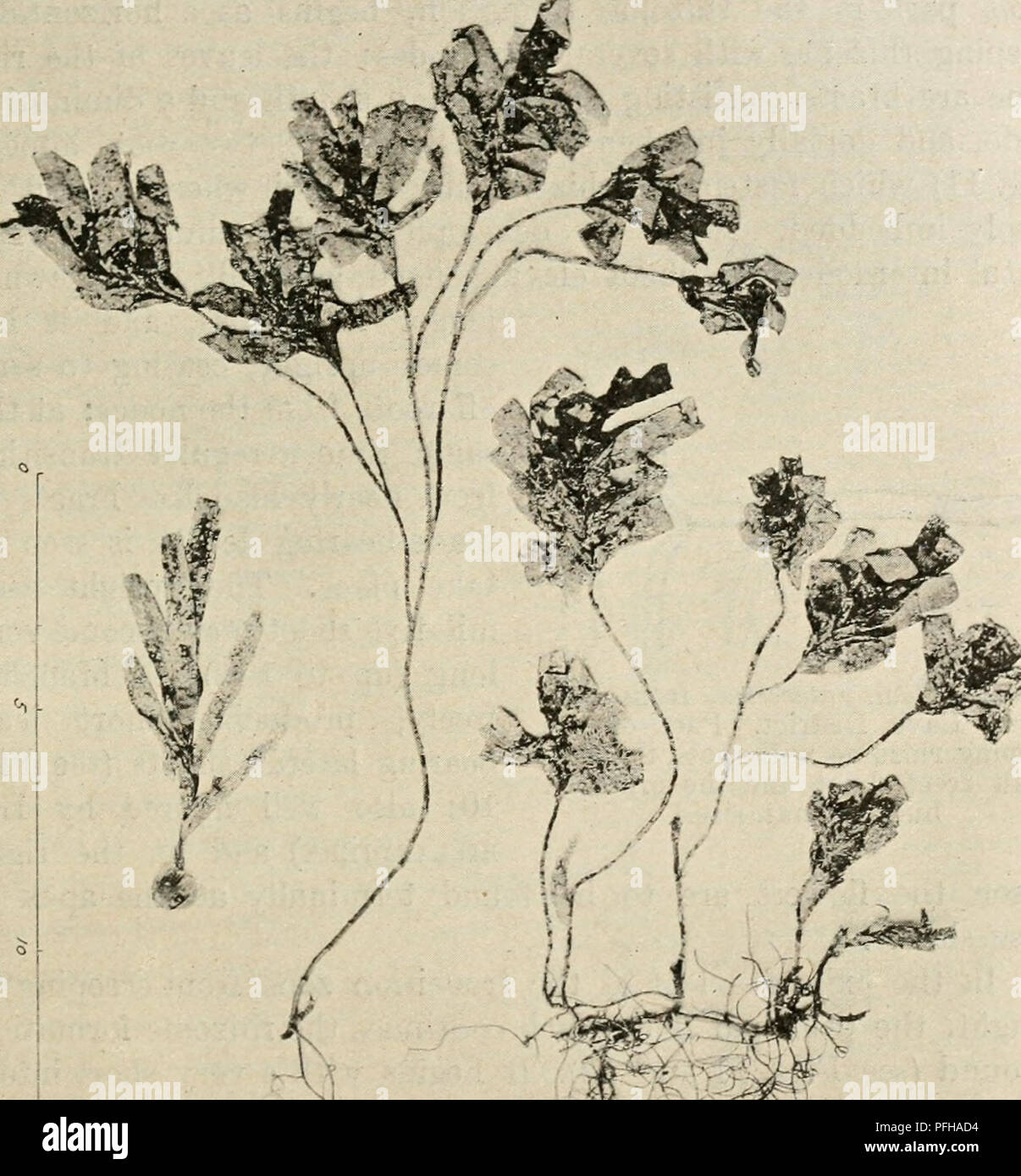 . Dansk botanisk arkiv. Piante; piante -- la Danimarca. C. H. Ostenfeld: contributi alla West Australian botanica. I. 21 ogni altro che nel caso di specie all'interno di altri sottogeneri di Cymodocea. C. L'Antartide ha alcuni molto sorprendente funzionalità nella sua crescita. Fig. 10. Cymodocea Antartide, da Yallingup Grotta distretto. A sinistra un "piantina"", nel mezzo di un molto ramificato assimilative girare a destra la parte più giovane di un rizoma con i suoi germogli assimilative. (Foto, erbario di materiale.) e biologia, e queste caratteristiche sono state interpretate in modi molto diversi da Delta Foto Stock