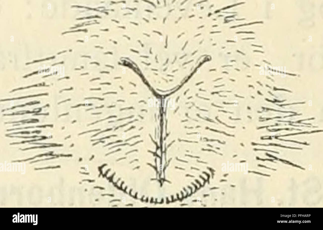 . Dansk forstzoologi. Gli animali del bosco; Zoologia. . Si prega di notare che queste immagini vengono estratte dalla pagina sottoposta a scansione di immagini che possono essere state migliorate digitalmente per la leggibilità - Colorazione e aspetto di queste illustrazioni potrebbero non perfettamente assomigliano al lavoro originale. Boas, Johan Erik Vesti, 1855-. København Nordiske Forlag Foto Stock