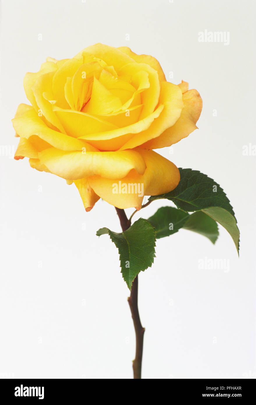 Foglie e fiori di Rosa "dutch Gold' Foto Stock