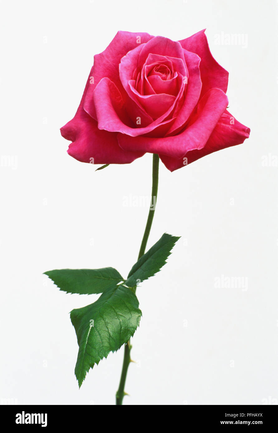 Foglie e fiori di Rosa 'Lady Mitchell' Foto Stock
