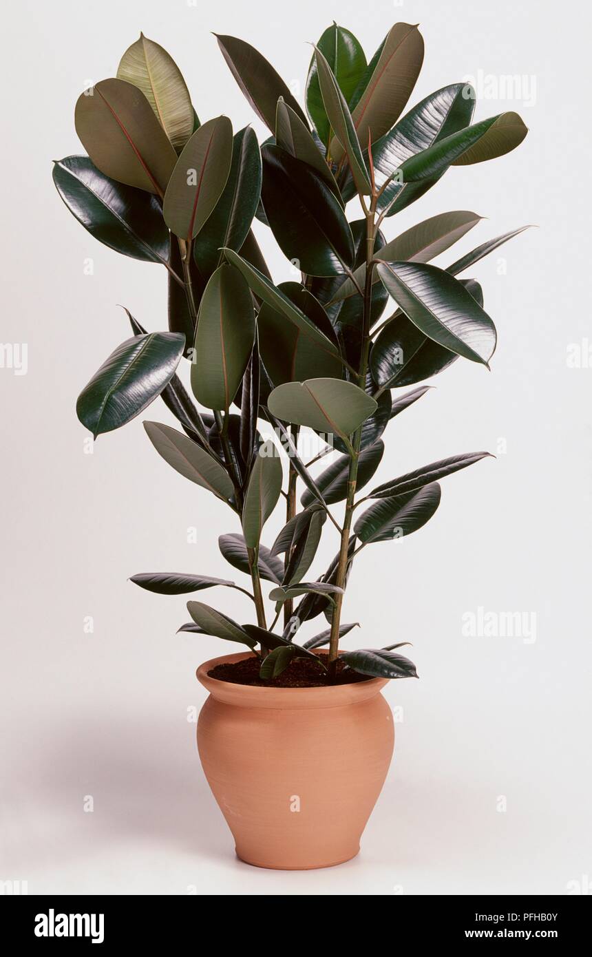 Ficus elastica "robusta" (gomma impianto) in pianta di terracotta pot Foto Stock