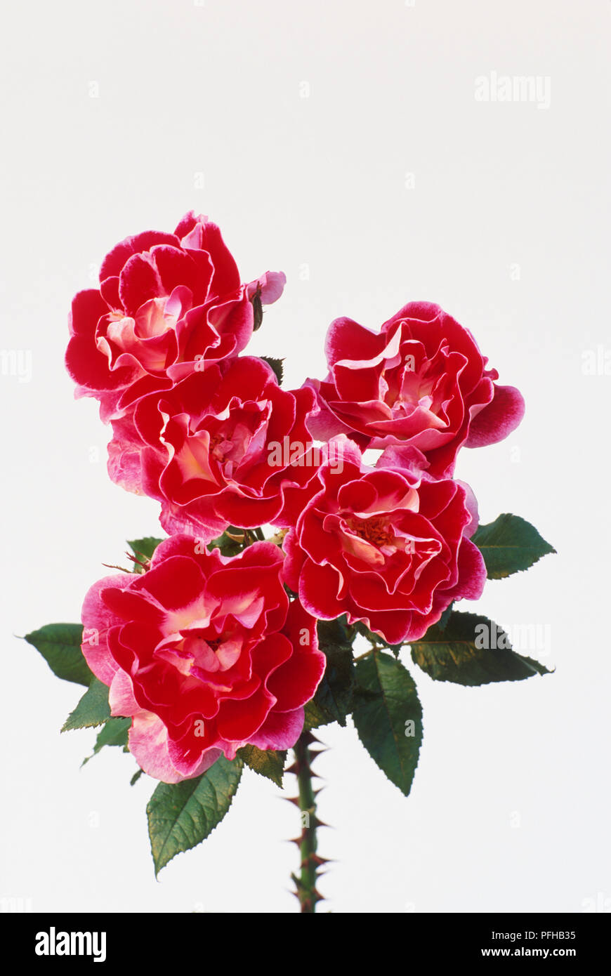 Rosa "Vecchio Master', cluster di semi-doppio, fiori a tazza con carmine-rosso Petalo interno, più pallido esterno, petali di fiori e foglie di colore verde scuro Foto Stock