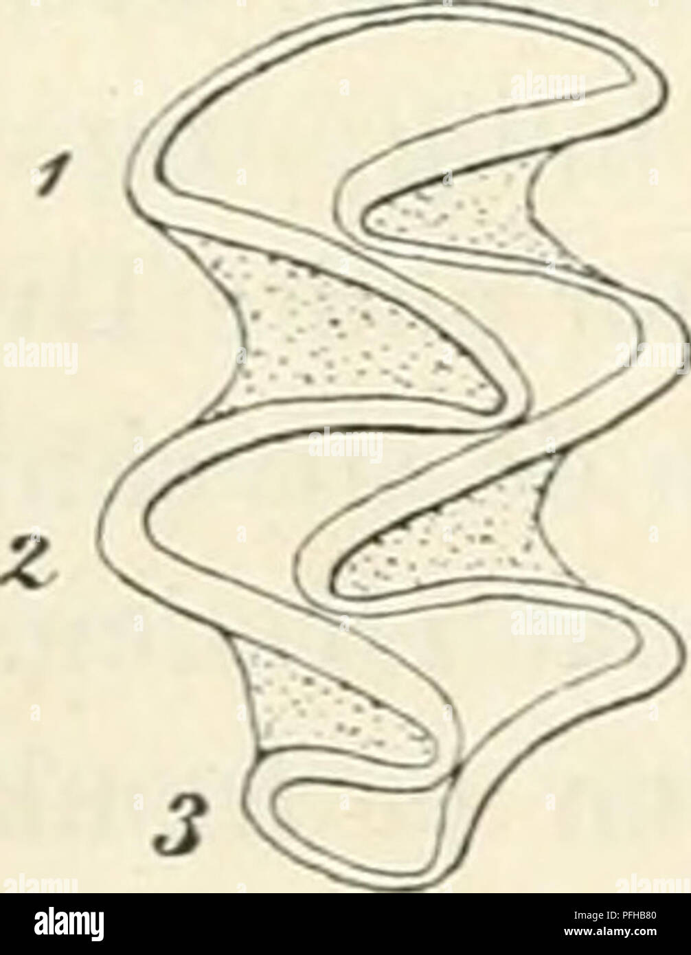 . Dansk forstzoologi. Gli animali del bosco; Zoologia. Fig. 23. Slidfladen af 2den venstre tipo- tand ho Overkaeben af arvalis Arvicola (A) og af A. agrestis (B). c cemento (Tandkit) ho Furerne paa Tandens Ind- og Udside , d dentina (Tandben), e Emaille. /, 2, j de tre Kanter paa Tandens Indside, af hvilke J mangler hos arvalis. - Omtr. ^Vi. Overkaeben kun har a fremspringende Kanter paa peccato indvendige lato, medens stessa Tand hos agrestis har tre, a storre og en lille bagtil. ^ Se angaaende miniera Musetyfusbacillen Artikler Tidsskr i. f. Skovvaesen 4. Bd. Un S. 153-159 og 173-176; 5. Bd. Un S. 97 -106; 6. Bd. Foto Stock