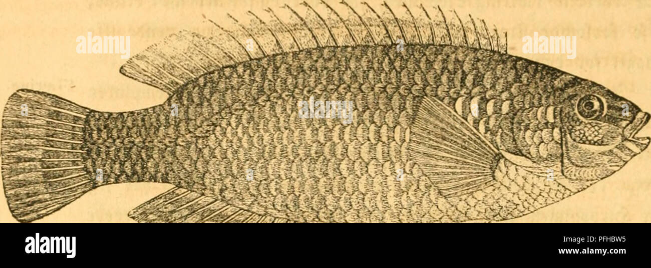 . Danmarks fiske. Pesci. 556. ^CU fempt(^()C^C ^A!t()()l)(tc (Crenilabrus exolclus Linn.*) â iii-tÃ©iimn-Fc. iycf"icn ftÃ¦rft fammentn;ffet; ^ooe&amp;etÃ© Cà¦n^tc ufegjor iffc fuUt en 5jer^et)anguilla Sotallirngben af, cg er niinbrc cnD ben frorftc ^cj&amp;e; ?[Runt)cn lille; JvinnerneÃ© Â©traaletal er: *J DGfcia per benne og et ^ac anbre 2iitcr (jcy: PrtlenctcnneÃ' anfect b?t tjcnftgtÃ©mccÃ©figt a bannc en ni) Â©tccgt, Ai-C/ rtf fm&lt;xa^^^r^^er ixxns net, fntrtit ^a^uab ^igflraalcrncÃ© 2(noleggio angaacr, "iia forcEommcr scommettere mig, fFjcnbt mi rogna sarcoptica SilfÃ¦lbe ooermaabe befucmt til a abfPiUe Foto Stock