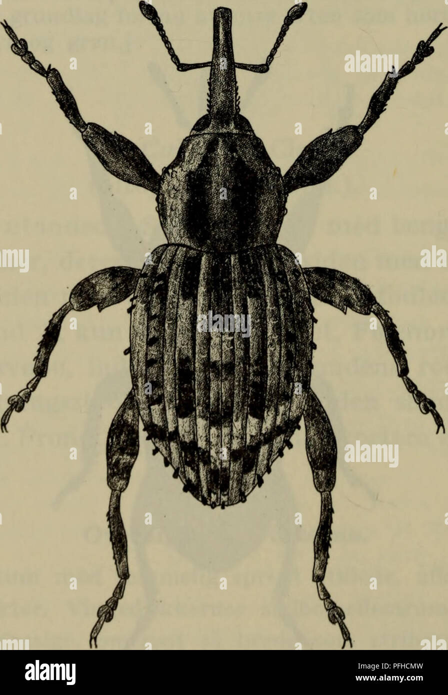 . Danmarks fauna; illustrerede haandbøger su den danske dyreverden... 164 den foregående, uomini adskiller sig fra den ved de i oversigten naevnte kendemaerker. Laengde 2,5-3,5 mm. (J: Som hos granaria. Synantrop (J, 0). Ho Isaer oplag af ris og majs, hvori den yngler. Traeffes hele året. Ofte meget skadelig. Forplanter sig undertiden partenogenetisk. 10. Trachodes germe. Følehornssvøben 7-Ieddet. Lårene tandede, skinne- benene på indersiden tvebugtede, ho midten vinkelfor- incontrato udvidede, forhofterne berørende hinanden. Scu- tellum naeppe synligt. Vingedaekkerne sammenvoksede.. Fig. 99. Trachodes hispidus Foto Stock