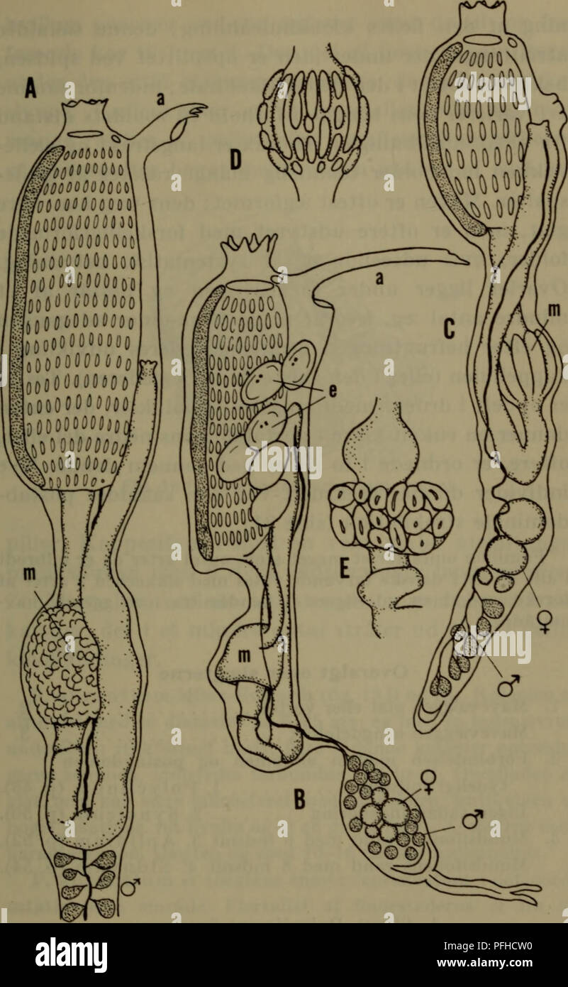 . Danmarks fauna; illustrerede haandbøger su den danske dyreverden... 47. Fig. 18. Polyclinidae. Un zooid af Synoicum pulmonaria (efter Van Name), B zooid af Polyclinum aurantium (efter Milne-Edwards), C zooid af Aplidium pallidum (efter Van Name), D maven Apli af- dium proliferum (efter Brien), e tarmslyngen af Sidnyum turbinatum (efter Kott). Un atrialtunge, e embryoner, m mave.. Si prega di notare che queste immagini vengono estratte dalla pagina sottoposta a scansione di immagini che possono essere state migliorate digitalmente per la leggibilità - Colorazione e aspetto di queste illustrazioni potrebbero non perfettamente assomigliano al originale w Foto Stock