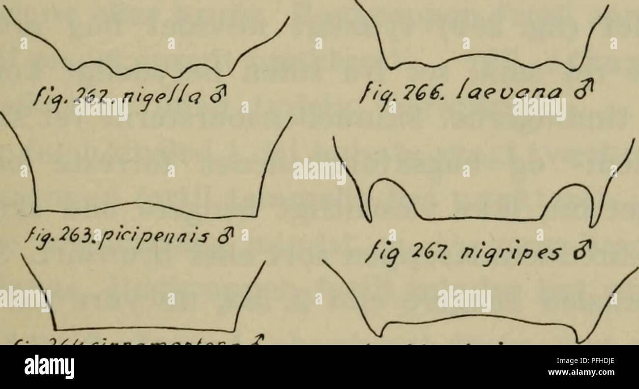 . Danmarks fauna; illustrerede haandbøger su den danske dyreverden... 287 verina henført til Atheta s. str. (Specifiche diun p. 245), medens 106. hercynica, 110. ischnocera og 111. cauta er henført til Dimetrota, den førstnaevnte fra 1. Philhygra, de al sidstnaevnte fra 21. Badura. Oversigt over arterne. 1. Vingedaekkernes bagrand indenfor baghjørnerne ret staerkt indbuet. Tindingerne kun kantede bagtil. Kroppen helt ordina. Laengde 2,2-2,5 mm. 6. frie rygleds bagrand hos og $ $ se la fig. 267 og 268 112. nigripes. Vingedaekkernes bagrand indenfor baghjørnerne ikke eller kun meget svagt indbuet 2. 2. 5. frie ryg Foto Stock