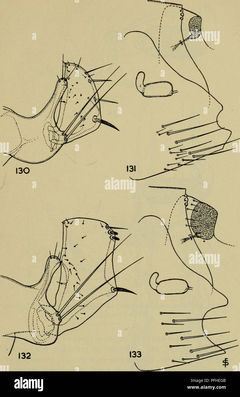 . Danmarks fauna; illustrerede haandbøger su den danske dyreverden... 89. Fig. 130, 131. Megabothris turbidus. Parringstangen (130) og 7. sacchetto- kropsled, spirakelgruben på tergum VIII og saedgemmet (131). - La Fig. 132, 133. Walkeri Megabothris. Parringstangen (132), 7. sacchetto- kropsled, spirakelgruben på tergum VIII og saedgemmet (133).. Si prega di notare che queste immagini vengono estratte dalla pagina sottoposta a scansione di immagini che possono essere state migliorate digitalmente per la leggibilità - Colorazione e aspetto di queste illustrazioni potrebbero non perfettamente assomigliano al lavoro originale. Dansk naturhistorisk forening. København, G. Foto Stock