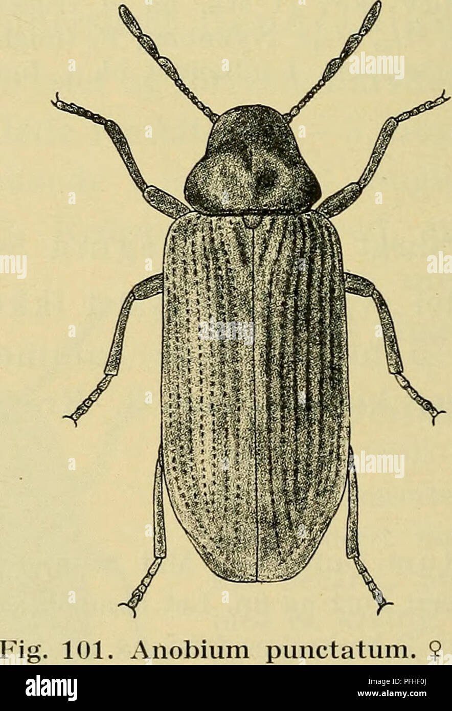 . Danmarks fauna; illustrerede haandbøger su den danske dyreverden... 198 Denne arte, der bl. a. er fundet i Skåne og i Amburgo- egnen, kunne muligvis traeffes også hos os. Den angives a vaere fundet på gran og a livello io barken, ikke ho veddet. A gennaio, aprile-maj, juli-aug.] 2. underslaegt Anobium s. str. Mellembrystet og forreste halvdel af bagbry- stet dybt udhulede i midten. 2.-5. bugled ikke sammenvoksede, 1. bugled laengere estremità 3. 3. A. punctåtum de Geer (striåtum Oliv.) (fig. 101). Mat brun, oversidens behåring fin, fløjlsagtig. Pronotum ganske bredere lidt langt fine, fmt kornet, bagtil ho midt Foto Stock