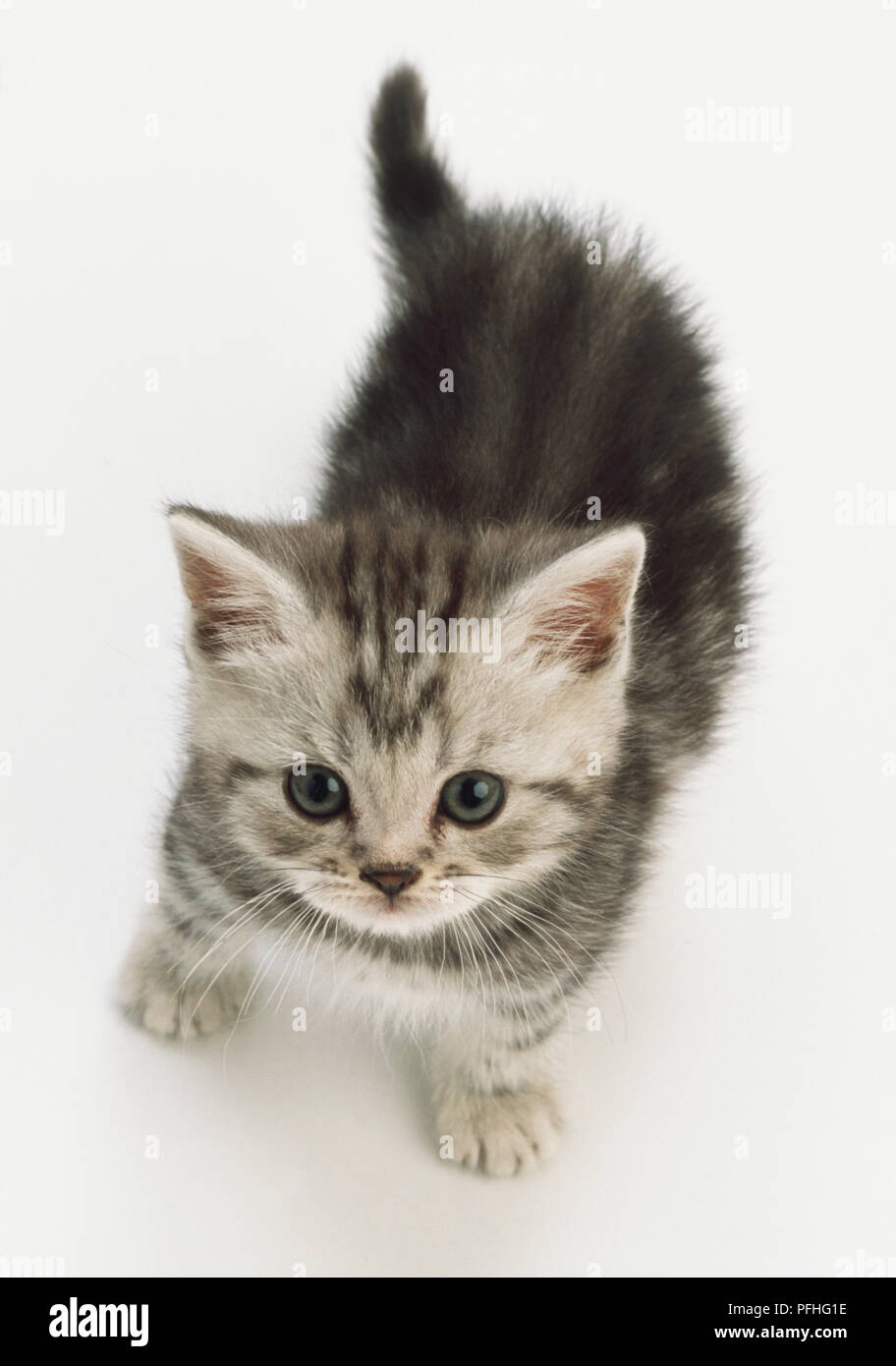 Grigio gattino con marcature tabby e occhi blu, in piedi, zampe anteriori ben piantati sul terreno, guardando avanti, angolato al di sopra della vista. Foto Stock
