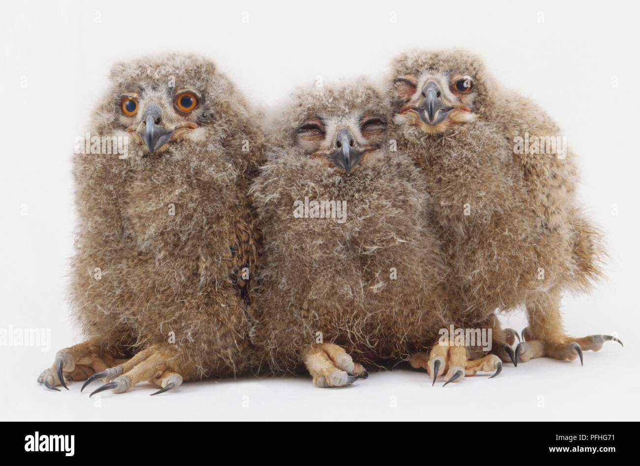 Tre owlets tutti guardando avanti, uno con entrambi gli occhi chiusi, uno con un solo occhio chiuso. Foto Stock