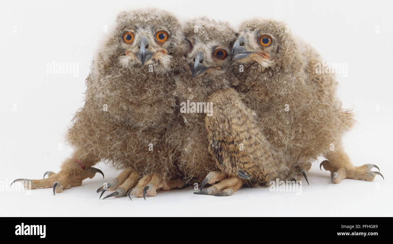 Tre owlets, uno essendo schiacciata tra gli altri due. Foto Stock