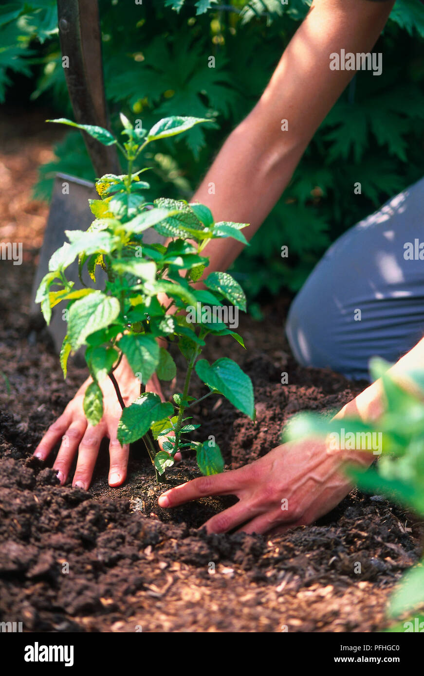 Terreno intorno appena piantato la piantina viene premuto verso il basso, vista laterale Foto Stock