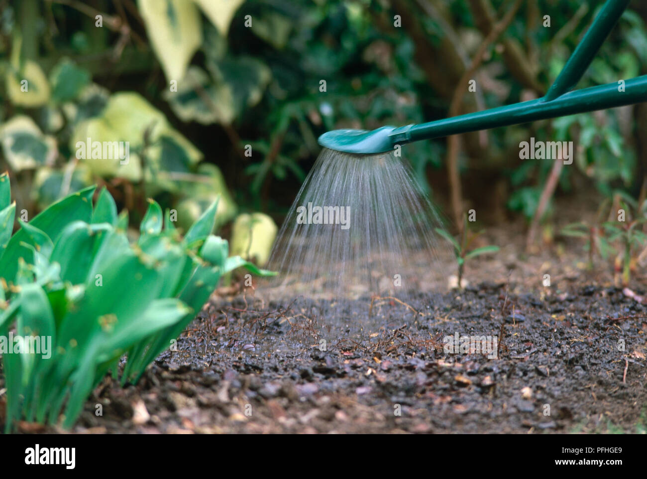 La spruzzatura di acqua dall'ugello di annaffiatoio su suolo di giardino, vista laterale. Foto Stock