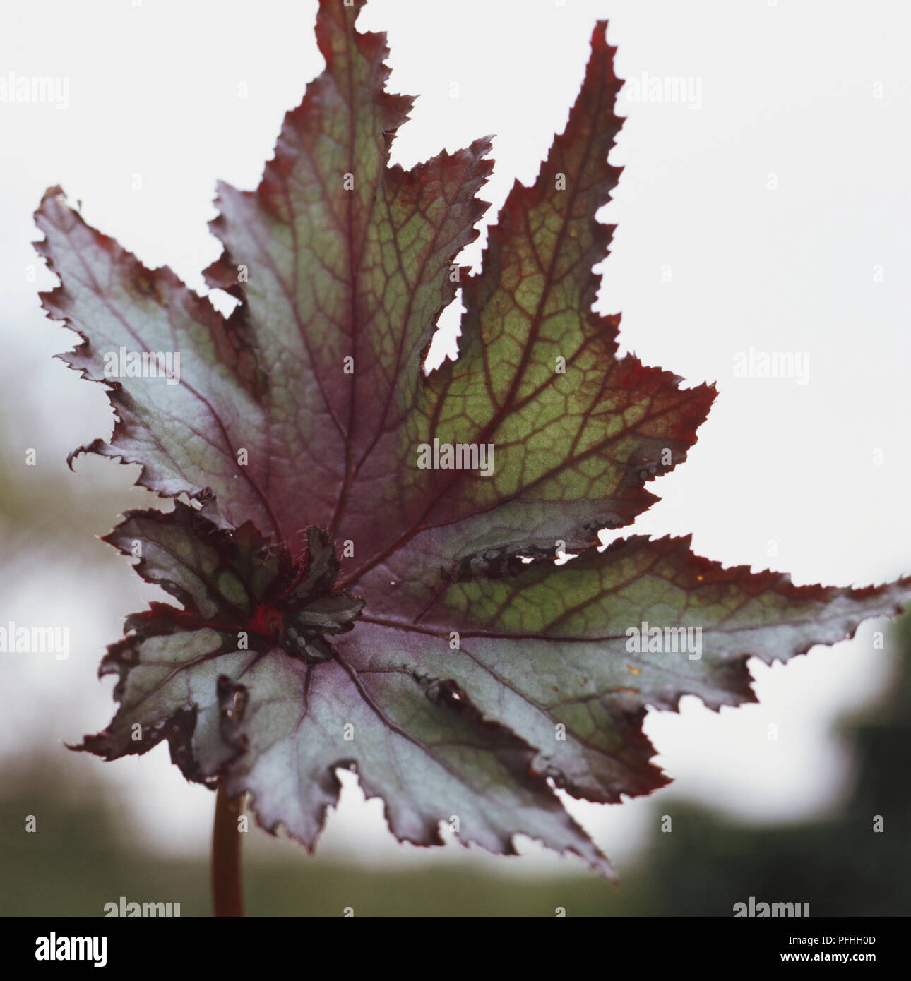 Begonia 'Martin Johnson', profondamente foglie tagliate con margini irregolari. Foto Stock