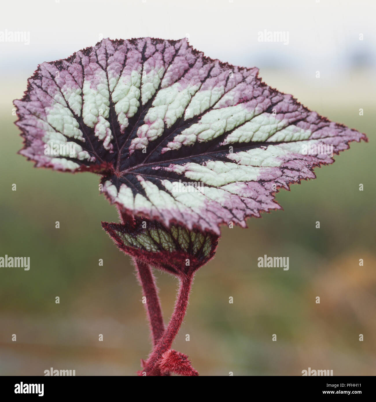 Begonia "Fireworks", muliticolored a forma di cuore ad anta. Foto Stock