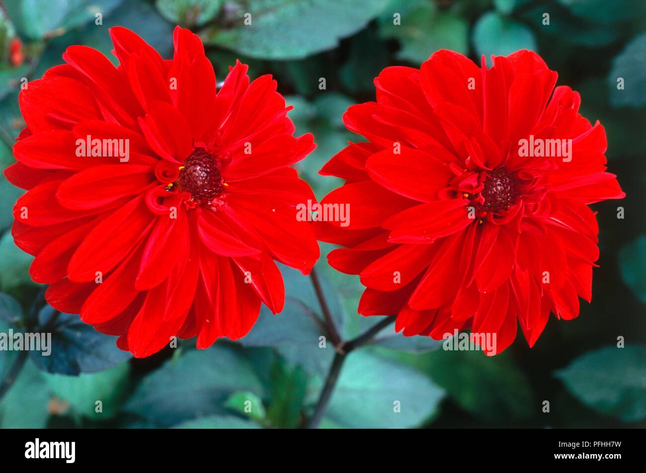Dahlia 'Granatiere', due luminose fiori di colore rosso Foto Stock
