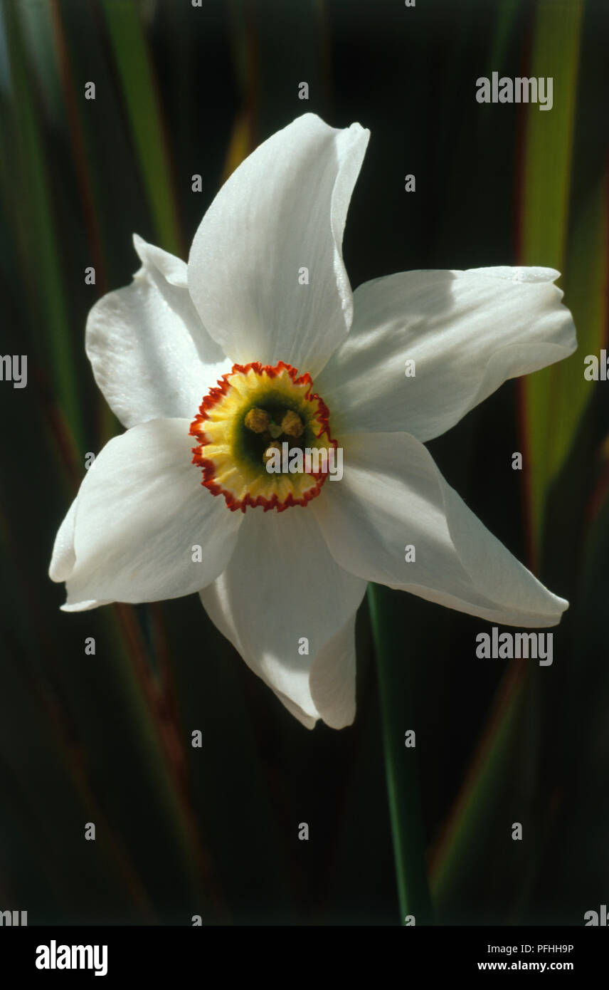 Narcissus poeticus recurvus var (Fagiano's eye daffodil), fiore bianco testa con un colore verde, giallo e rosso centro, close-up Foto Stock