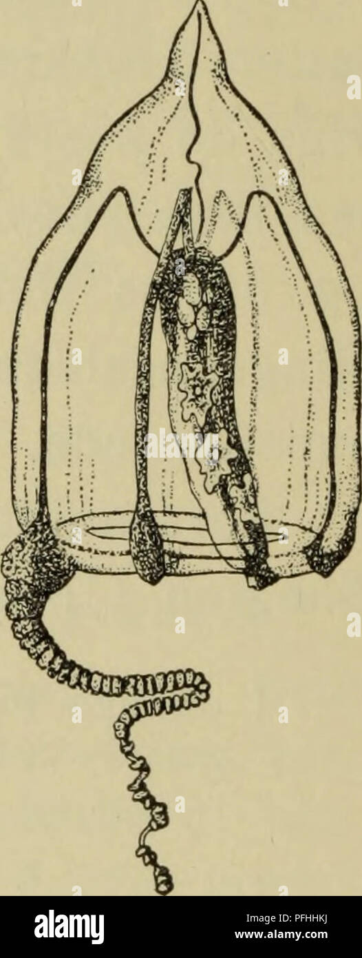 . Danmarks fauna; illustrerede haandbøger su den danske dyreverden... . La Fig. 9. un Euphysa aurata (Tegning af Damas), h Euphysa tenta- culata (efter Kramp), c Steenstrupia nutans (efter Hartlaub). den ved Jyllands Vestkyst, meget almindelig ho Kattegat, og Øresund Baelterne, uomini er ikke fundet ho Østersøen. Den begynder a morsa sig ho Juni eller Juli, er almindeligst i agosto og forsvinder som Regel ho Oktober eller novem- ber, kan cane undtagelsesvis endnu findes i dicembre eller Januar. 2. Euphysa tentaculåta Linko (Fig. 9^). Noget større fine E. aurata, indtil 6 mm høj, Geléen mindre tyk og Kl Foto Stock