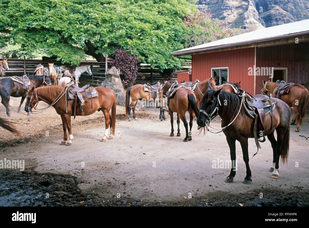 Stati Uniti d'America, Hawaii, di O'ahu, Kualoa Ranch, gruppo di cavalli tacked-up ready per cavalcare Foto Stock